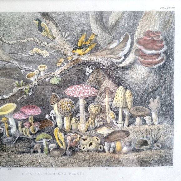 Rhind Botanical History Vegetable Kingdom Hand Colored Bookplate Mushrooms 1855 - Picture 4 of 11